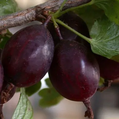 Крыжовник ЧЕЛЯБИНСКИЙ СЛАБОШИПОВАТЫЙ  Крыжовник ЧЕЛЯБИНСКИЙ СЛАБОШИПОВАТЫЙ в Рязани