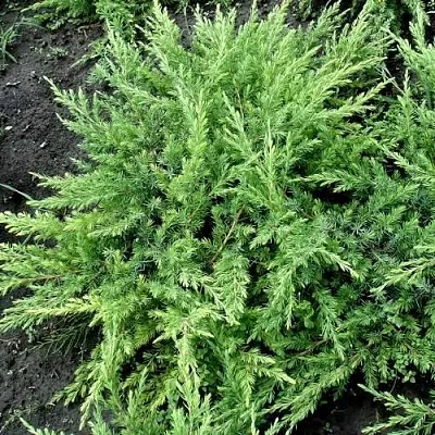 Можжевельник ШЛЯГЕР прибрежный  Можжевельник ШЛЯГЕР прибрежный в Рязани