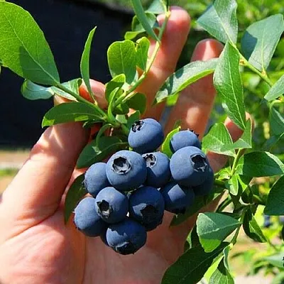 Голубика НОРТ КАНТРИ  Голубика НОРТ КАНТРИ в Рязани