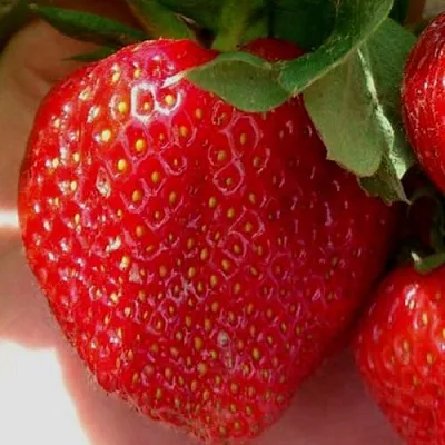 Клубника МАГНУС  Клубника МАГНУС в Рязани