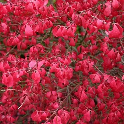 Бересклет КОМПАКТУС  в Рязани