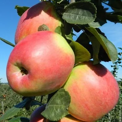 Яблоня БРЯНСКОЕ РОЗОВОЕ  Яблоня БРЯНСКОЕ РОЗОВОЕ в Рязани