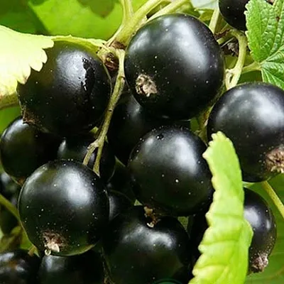 Смородина черная ЭБОНИ  Смородина черная ЭБОНИ в Рязани