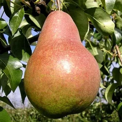 Груша КИРГИЗСКАЯ ЗИМНЯЯ  Груша КИРГИЗСКАЯ ЗИМНЯЯ в Рязани