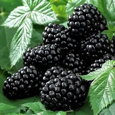 Ежевика БЛЭК БЬЮТИ в Рязани