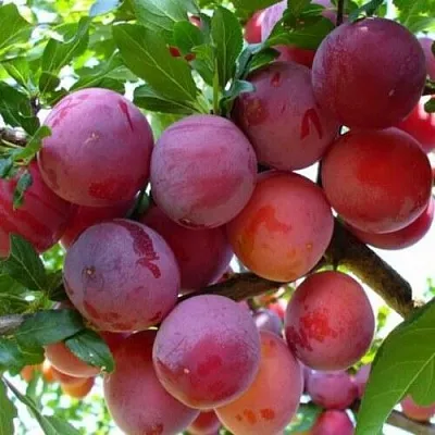 Слива НЕКТАРИННАЯ АРОМАТНАЯ  Слива НЕКТАРИННАЯ АРОМАТНАЯ в Рязани