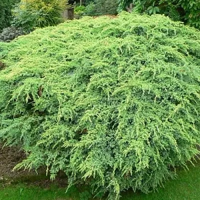 Можжевельник ХОЛГЕР чешуйчатый  Можжевельник ХОЛГЕР чешуйчатый в Рязани