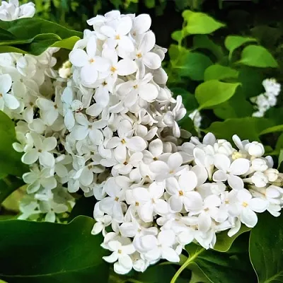 Сирень МАЛЕНЬКИЙ ПРИНЦ в Рязани