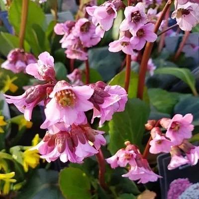 Бадан БЭБИ ДОЛЛ  Бадан БЭБИ ДОЛЛ в Рязани