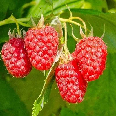 Малина ИЗОБИЛЬНАЯ в Рязани