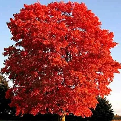 Дуб красный   Дуб красный  в Рязани