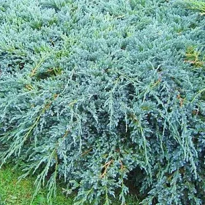 Можжевельник БЛЮ КАРПЕТ чешуйчатый  Можжевельник БЛЮ КАРПЕТ чешуйчатый в Рязани