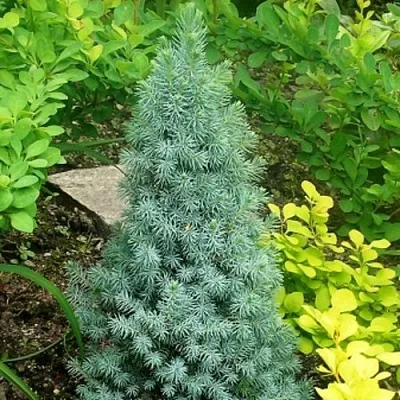 Ель КОНИКА сизая  Ель КОНИКА сизая в Рязани