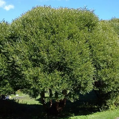 Ива ломкая   Ива ломкая  в Рязани