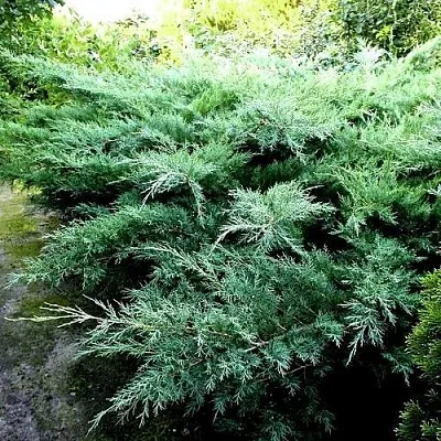 Можжевельник ПФИТЦЕРИАНА ГЛАУКА средний  Можжевельник ПФИТЦЕРИАНА ГЛАУКА средний в Рязани