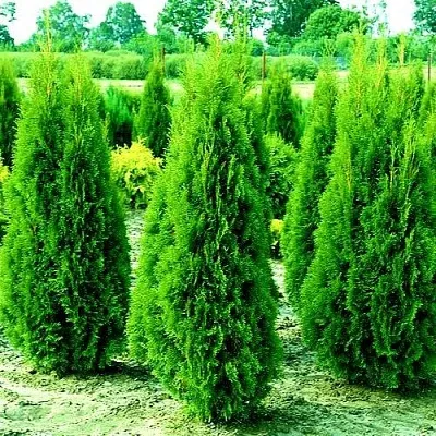 Туя ВИДМАНТ западная в Рязани