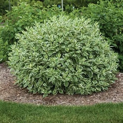 Дерен ЭЛЕГАНТИССИМА белый  Дерен ЭЛЕГАНТИССИМА белый в Рязани