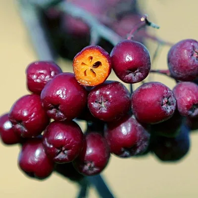 Рябина сладкоплодная  Рябина сладкоплодная в Рязани