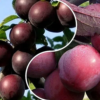 Комплект ИЗЮМИНКА САДА в Рязани