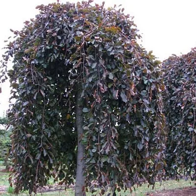 Бук  Бук в Рязани