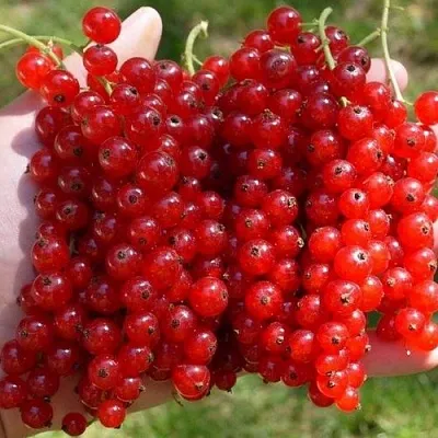 Смородина красная РЕД ПУЛ  Смородина красная РЕД ПУЛ в Рязани