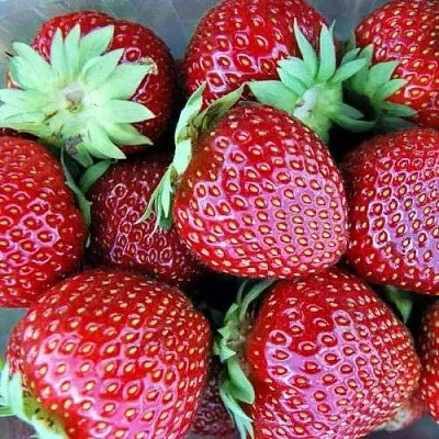 Клубника МАЛЬВИНА  Клубника МАЛЬВИНА в Рязани