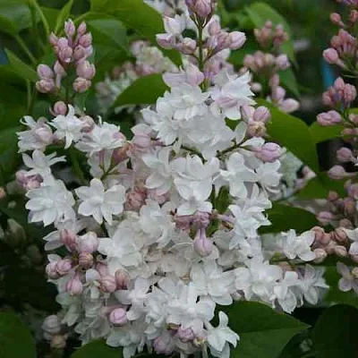 Сирень КРАСАВИЦА МОСКВЫ  Сирень КРАСАВИЦА МОСКВЫ в Рязани