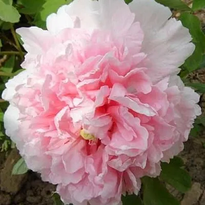 Пион БУКЕТ РОЗОВЫХ ГВОЗДИК древовидный  Пион БУКЕТ РОЗОВЫХ ГВОЗДИК древовидный в Рязани