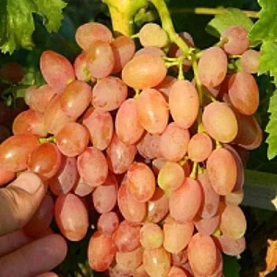 Виноград КИШМИШ ЛУЧИСТЫЙ  Виноград КИШМИШ ЛУЧИСТЫЙ в Рязани
