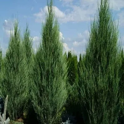 Можжевельник СКАЙРОКЕТ скальный  Можжевельник СКАЙРОКЕТ скальный в Рязани