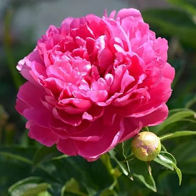 Пион БУШЕЛА травянистый  Пион БУШЕЛА травянистый в Рязани