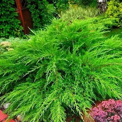 Можжевельник МИНТ ДЖУЛЕП средний  Можжевельник средний Mint Julep (МИНТ ДЖУЛЕП) в Рязани