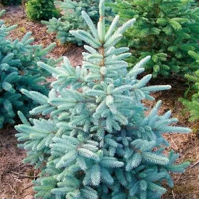 Ель КЕЙБАБ колючая  Ель КЕЙБАБ колючая в Рязани