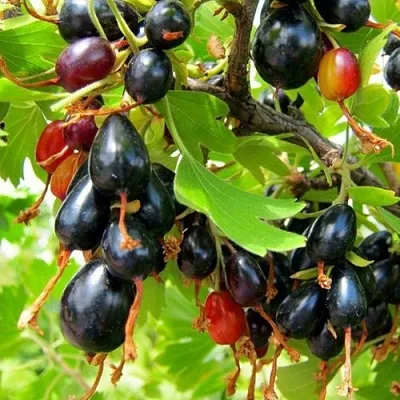 Смородина золотистая БОКАЛИНСКАЯ  Смородина золотистая БОКАЛИНСКАЯ в Рязани