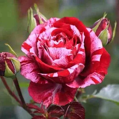 Саженцы роз ДИП ИМПРЕШН флорибунда  Саженцы роз ДИП ИМПРЕШН флорибунда в Рязани