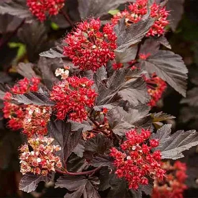 Пузыреплодник РЕД БАРОН  Пузыреплодник РЕД БАРОН в Рязани