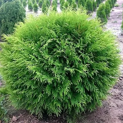 Туя ЛИТЛ ЧЕМПИОН западная  Туя ЛИТЛ ЧЕМПИОН западная в Рязани