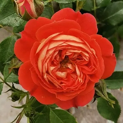 Саженцы роз СТАРЛЕТ РОУЗ КАРМЕН плетистая  Саженцы роз СТАРЛЕТ РОУЗ КАРМЕН плетистая в Рязани