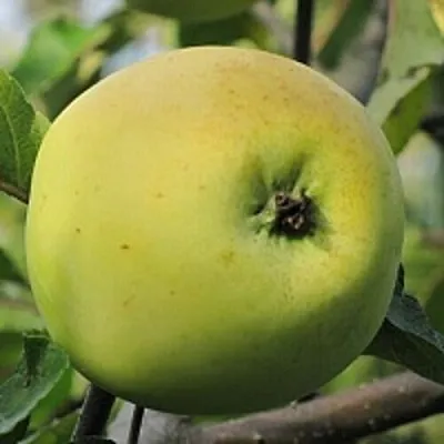 Яблоня РОССИЯНКА  Яблоня РОССИЯНКА в Рязани