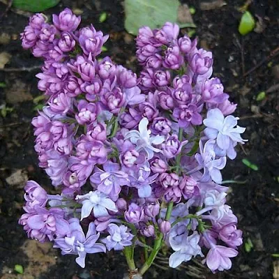 Сирень НАДЕЖДА  Сирень НАДЕЖДА в Рязани