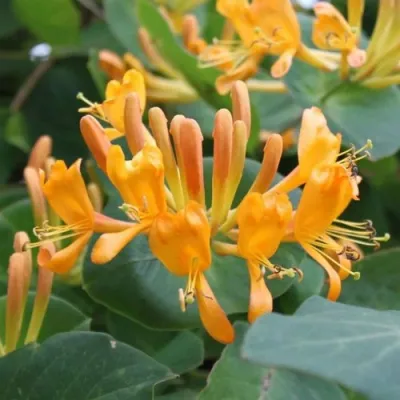 Жимолость ТЕЛЬМАНА в Рязани