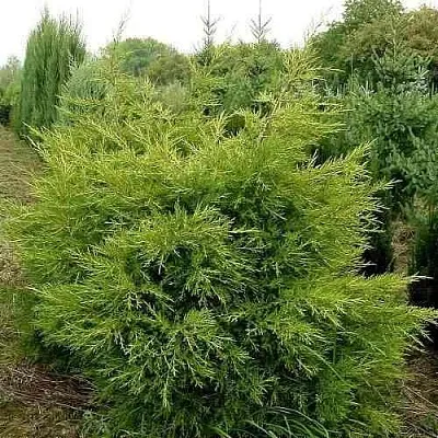 Можжевельник КУРИВАО ГОЛД китайский  Можжевельник КУРИВАО ГОЛД китайский в Рязани