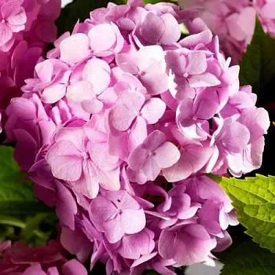 Гортензия БУКЕТ РОУЗ крупнолистная в Рязани