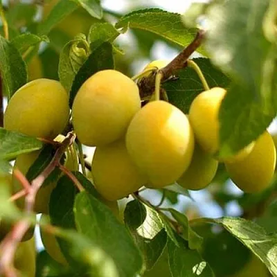 Слива ОЧАКОВСКАЯ ЖЕЛТАЯ  Слива ОЧАКОВСКАЯ ЖЕЛТАЯ в Рязани