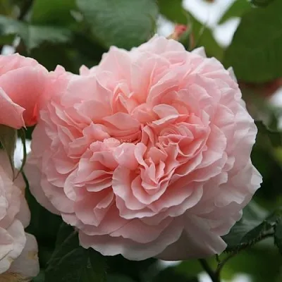 Саженцы роз РОЗ ДЕ ТОЛБИАК плетистая  Саженцы роз РОЗ ДЕ ТОЛБИАК плетистая в Рязани