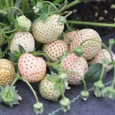 Клубника АНАНАСА ремонтантная в Рязани