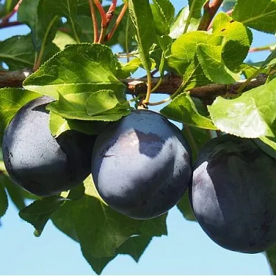 Слива ВОЛАТ  Слива ВОЛАТ в Рязани