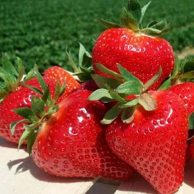 Клубника ДЖОЛИ  Клубника ДЖОЛИ в Рязани