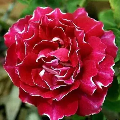 Саженцы роз БАРОН ЖИРО ДЕ ЛЕН ремонтантная  Саженцы роз БАРОН ЖИРО ДЕ ЛЕН ремонтантная в Рязани