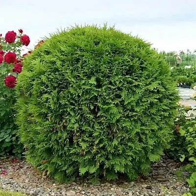 Туя ВУДВАРДИ западная в Рязани